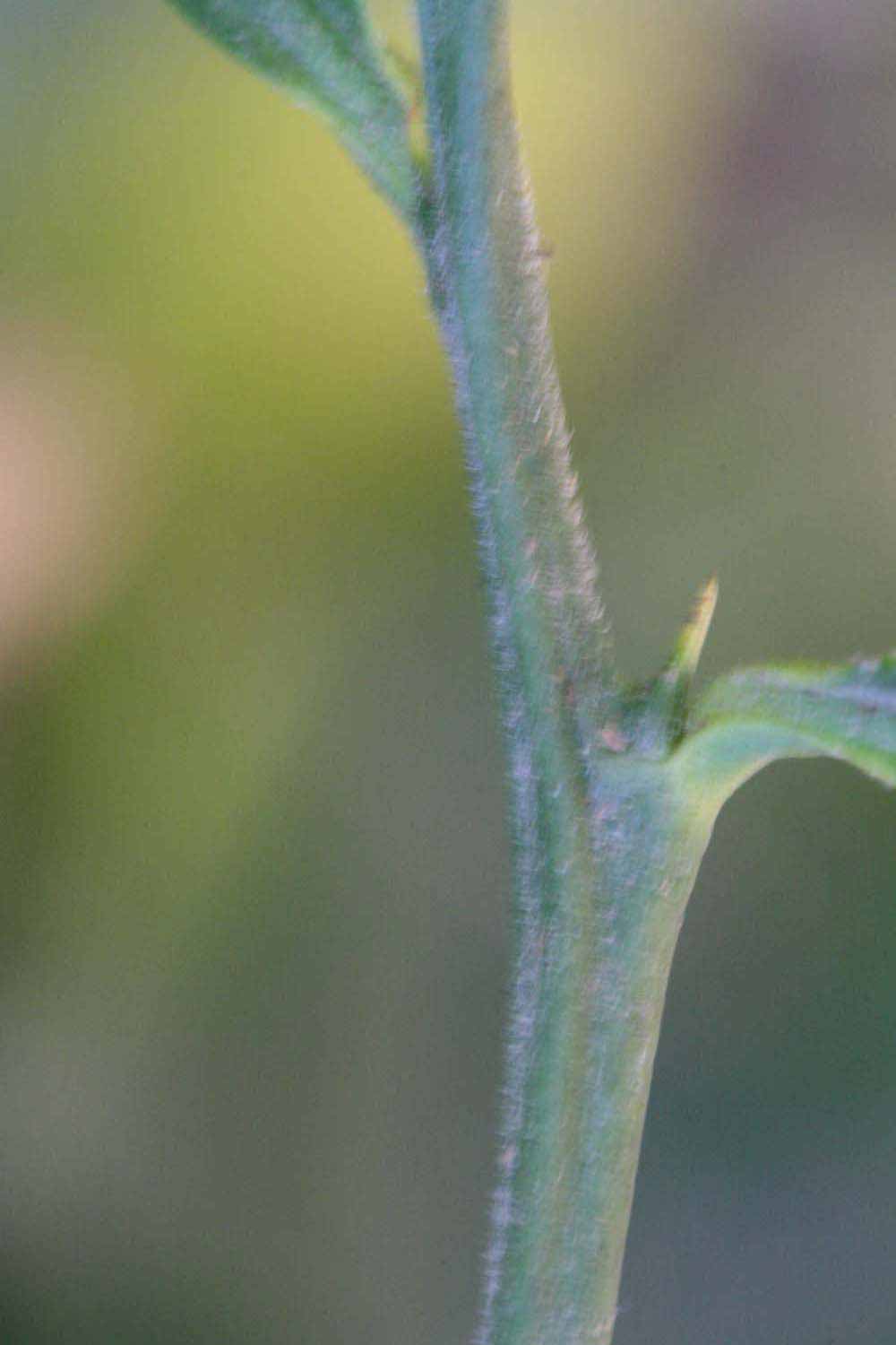              First year twig of  Citrus paradisi          (Oroblanco, Riverside, CA)       